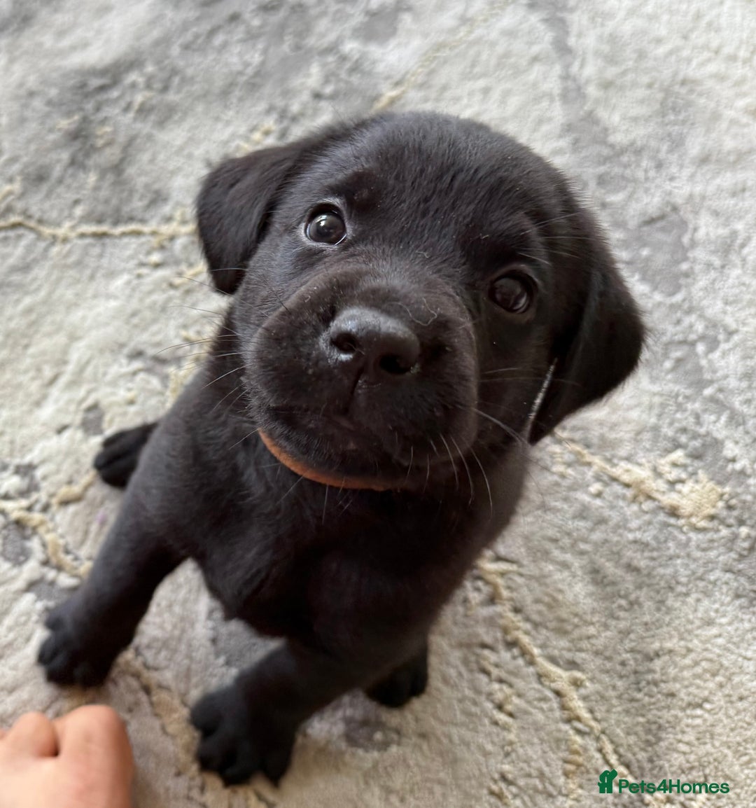 Labrador Retriever dogs for sale: Beautiful Labrador pups  - Image 16