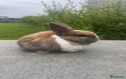 Mini Lion Lop rabbits for sale: 4 Lion Lop Kits for sale - Ready 4th November  - Advert 2
