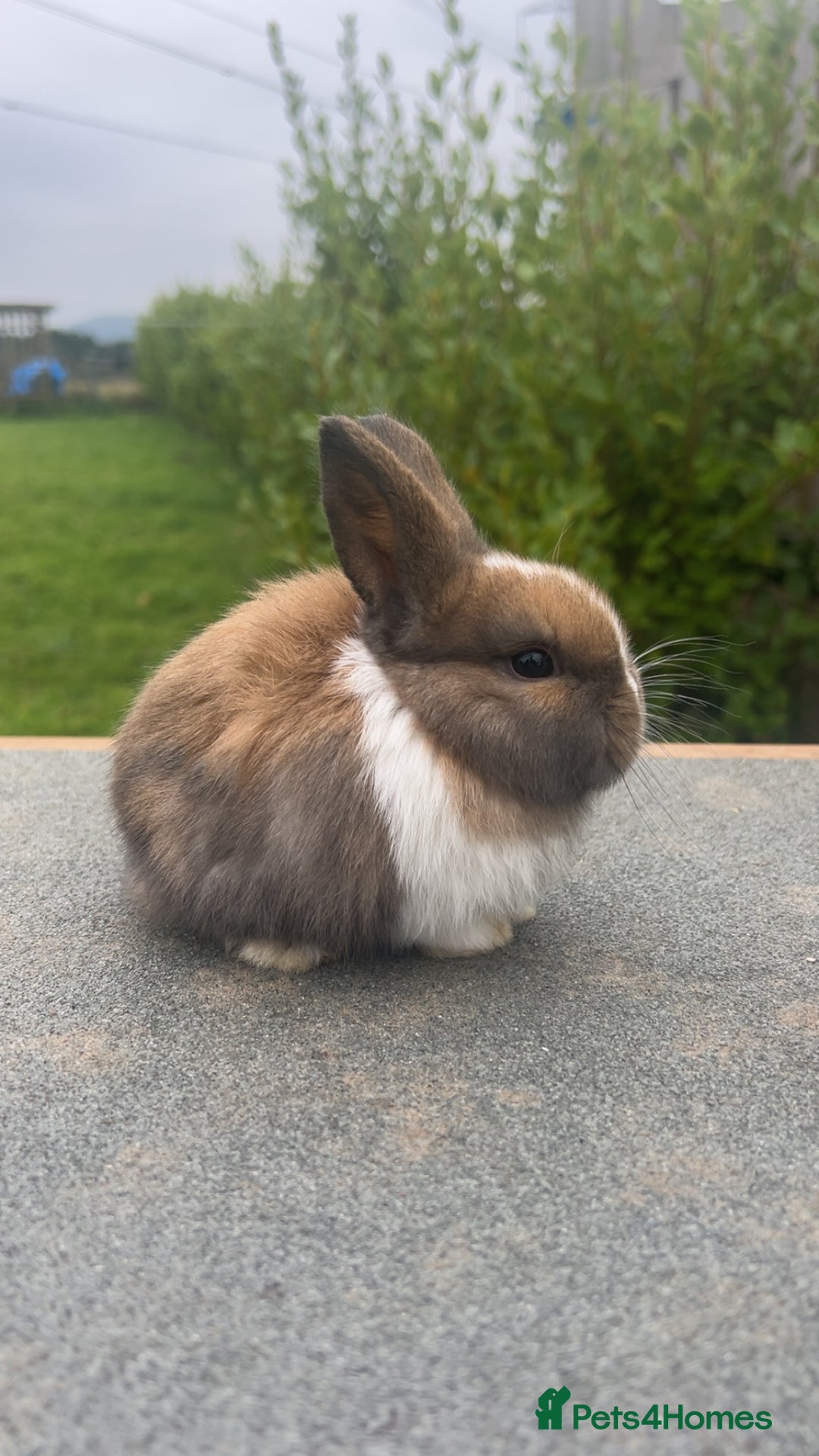 Mini Lion Lop rabbits for sale: 4 Lion Lop Kits for sale - Ready 4th November  - Advert 2