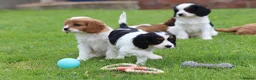 Cavapoo dogs for sale: Beautiful Cavapoo puppies for sale - Advert 6