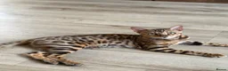 Bengal cats for sale: ✨ Pedigree Rosetted Bengal Kittens - Ready Soon✨ - Advert 24