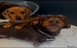 Miniature Dachshund dogs for stud: Proven mini dachshund for stud - Image 5
