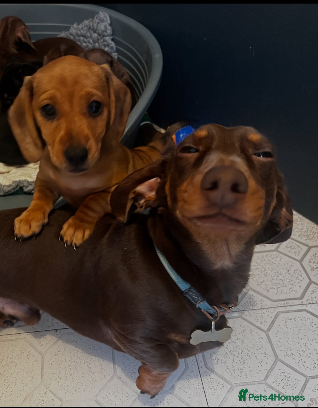 Miniature Dachshund dogs for stud: Proven mini dachshund for stud - Image 5