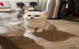Scottish Fold cats for sale: Scottish Fold Kittens Ready for Loving Homes - Image 6