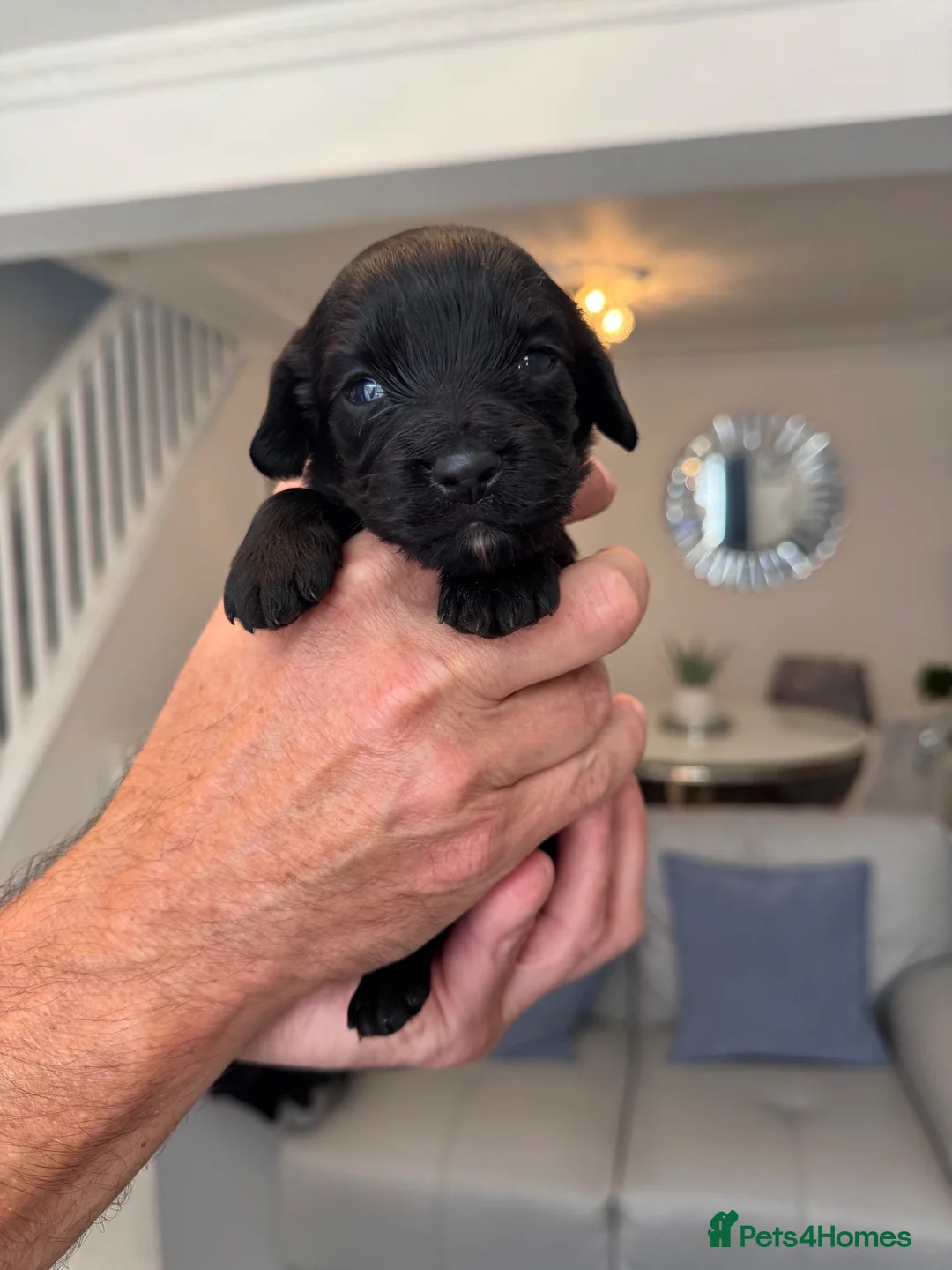 Cocker Spaniel dogs for sale: Working Cocker Spaniel  - Advert 1