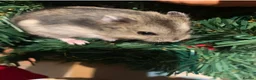 Hamster rodents for sale: Supertamed Russian white dwarf Baby Hamsters - Advert 3