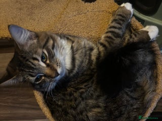 Domestic Shorthair cats fluffy tabby male - Advert 5