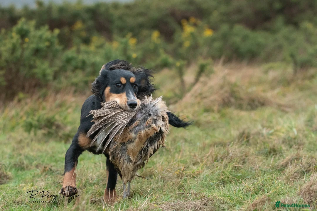 Cocker Spaniel dogs for stud: FTCH X OFTAW Health Tested Stud - Advert 4