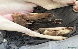American Bull Staffy dogs for sale: American Bulldog - Image 4
