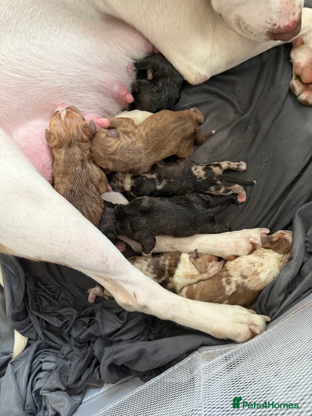 American Bull Staffy dogs for sale: American Bulldog - Image 4