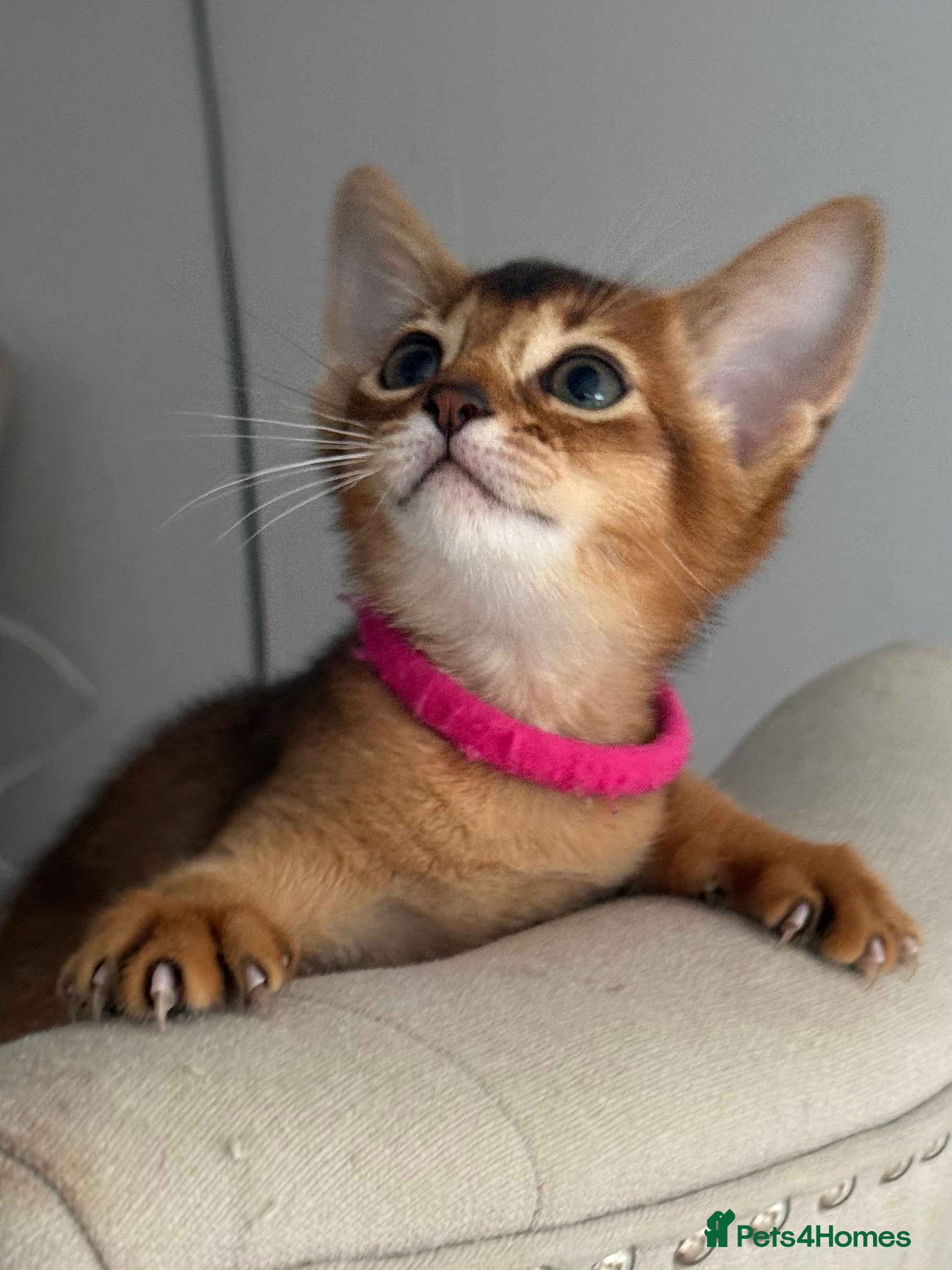 Abyssinian cats Champions parents kittens GCCF registered  - Advert 4