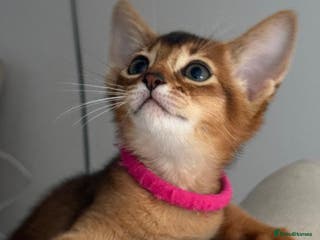 Abyssinian cats Champions parents kittens GCCF registered - Advert 3