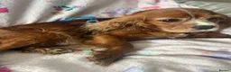 Cavapoo dogs for sale: F1 Cavapoo Pups for Sale - Advert 8