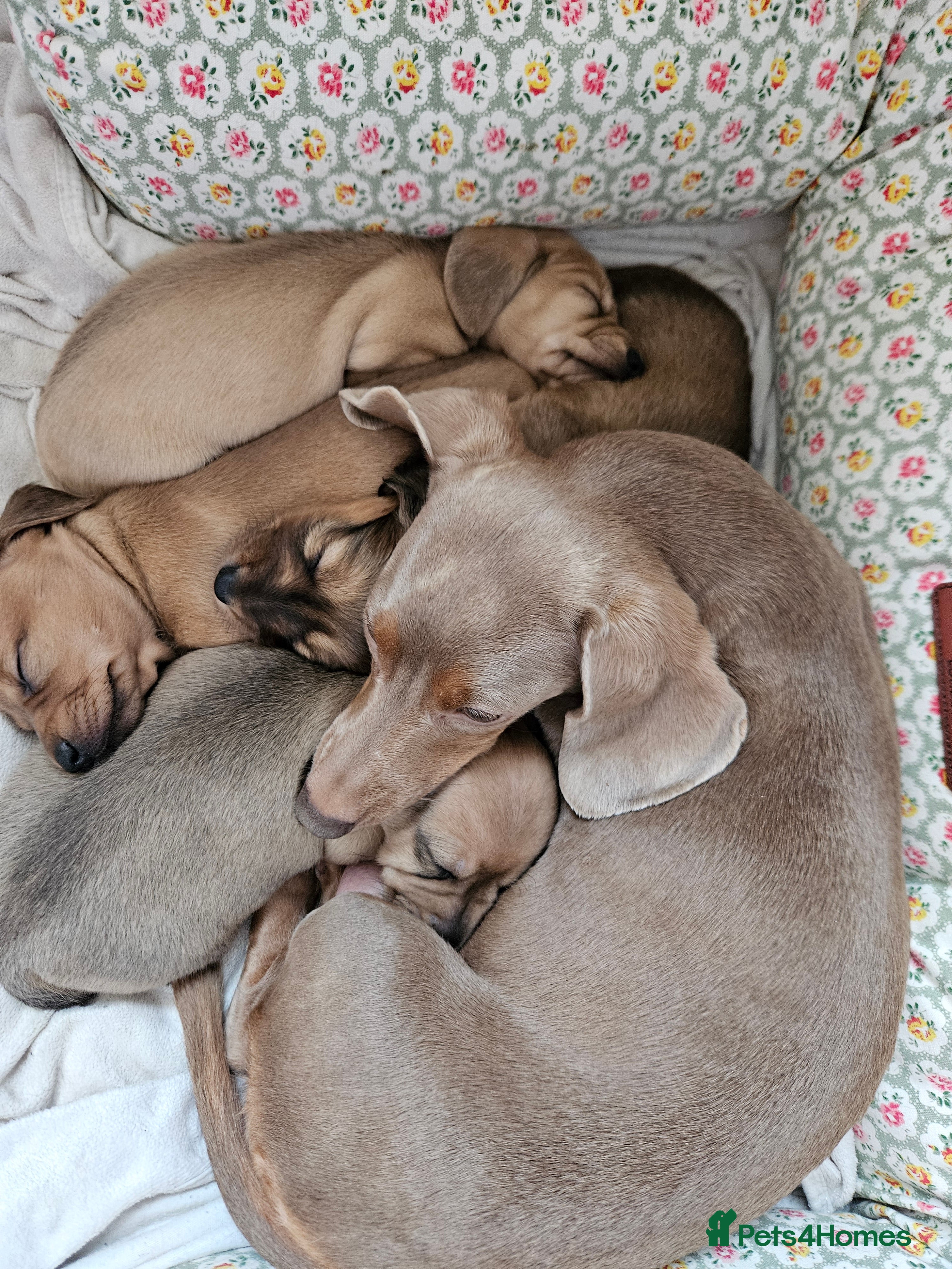 Miniature Dachshund dogs Miniature Daschund. *2 left* - Advert 1