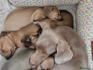 Miniature Dachshund dogs Miniature Daschund. *2 left* - Advert 1