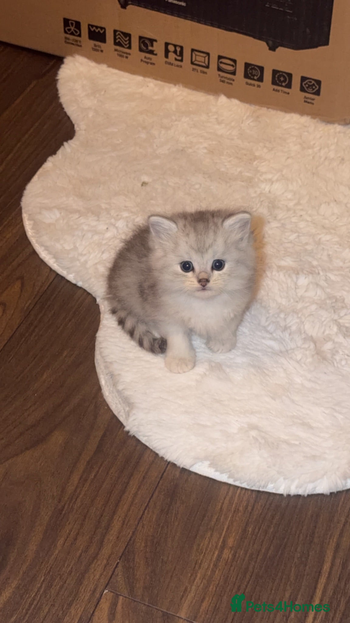 Mixed Breed cats 🎀💙 PERSIAN DOLL FACE KITTENS FOR SALE 💙🎀 - Advert 2