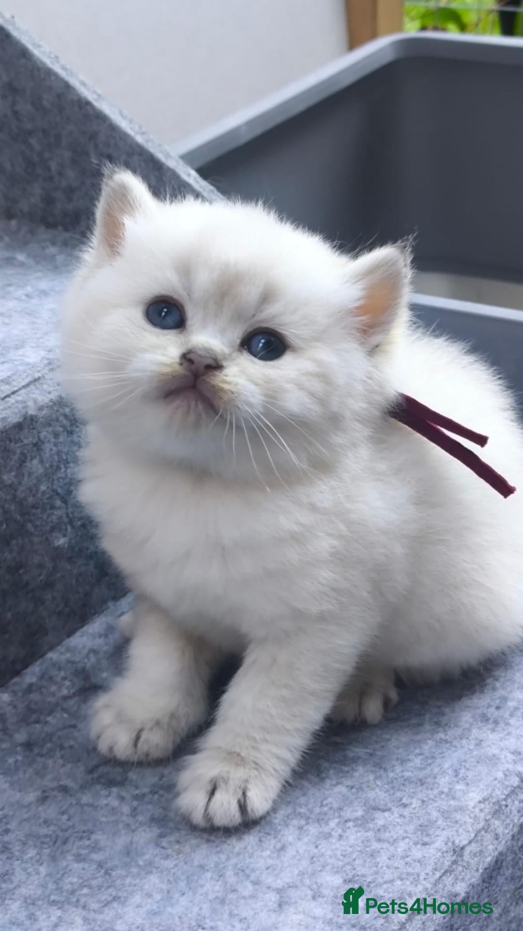 British Shorthair cats PURE-BSH kittens- TIKA registred - Advert 1