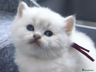 British Shorthair cats PURE-BSH kittens- TIKA registred - Advert 1