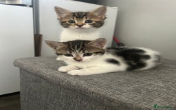 Mixed Breed cats for sale: Kittens  - Image 1