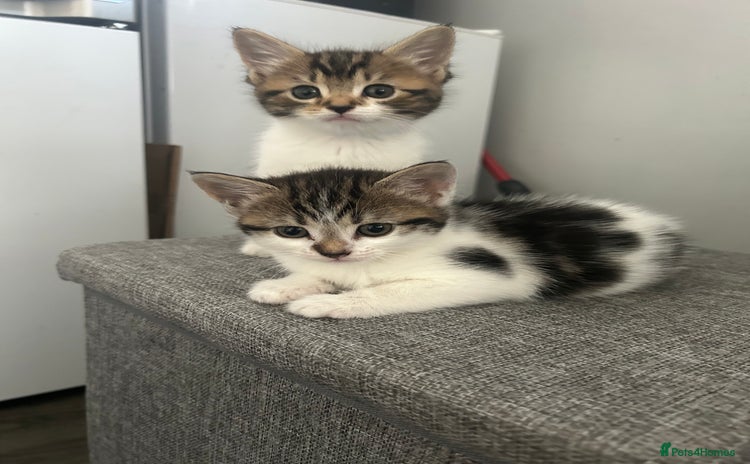Mixed Breed cats - Advert 9