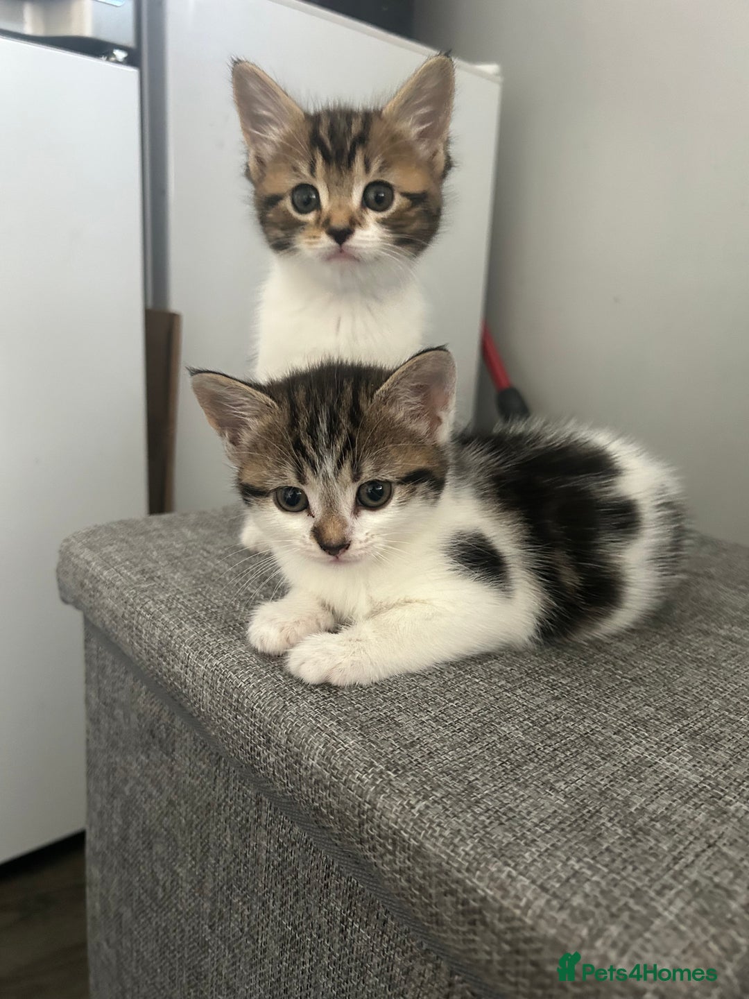 Mixed Breed cats for sale: Kittens  - Image 1