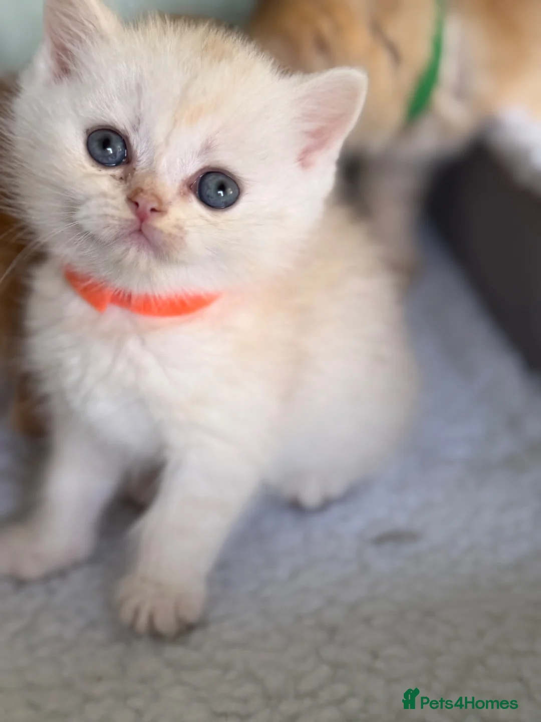 British Shorthair cats for sale: British sh odd/blue eyed adorable kittens GCCF  - Advert 39