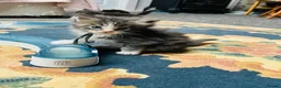 Maine Coon cats for sale: Stunning pedigree Maine coon kittens TICA  - Advert 20