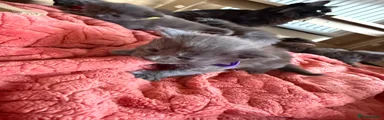 Maine Coon purple