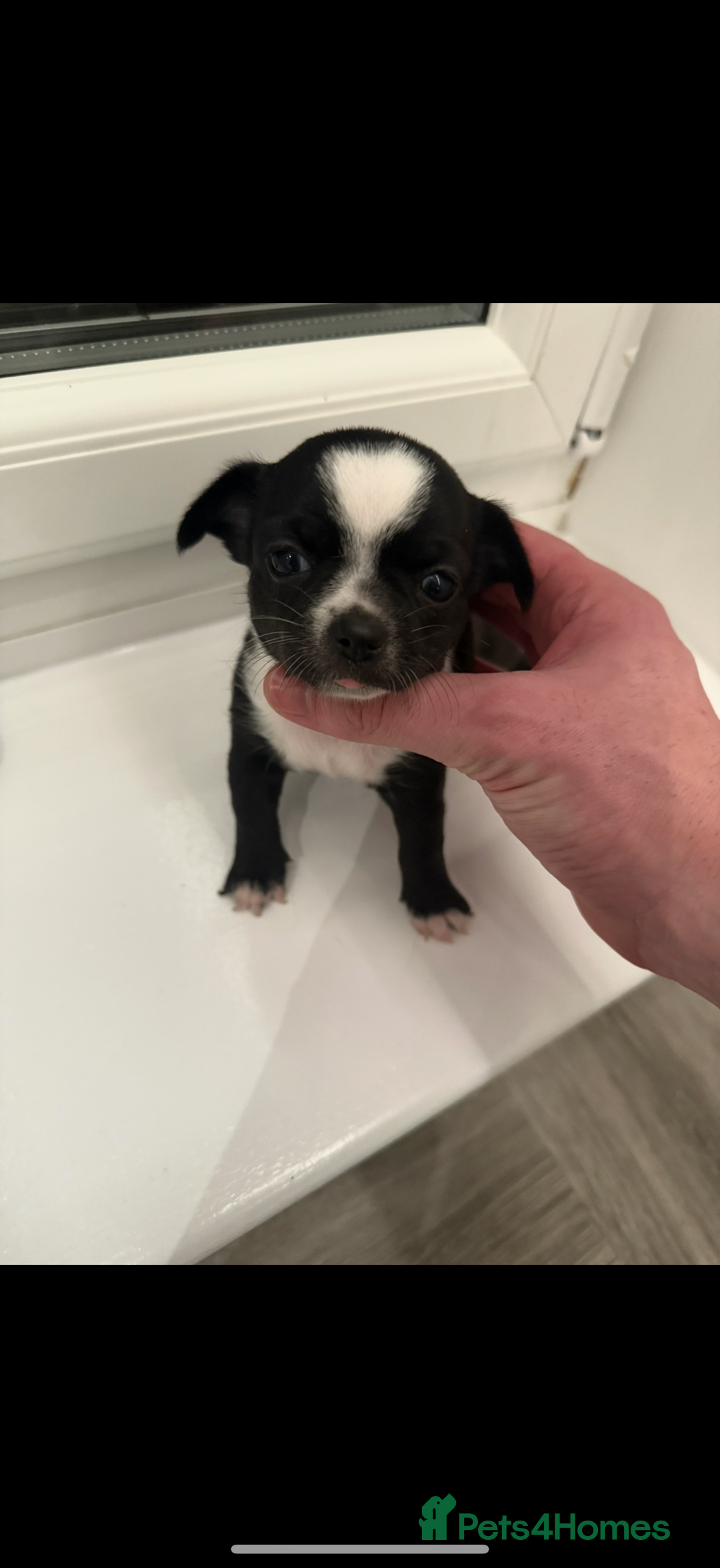 Chihuahua dogs for sale: Stunning chihuahua litter  - Image 22