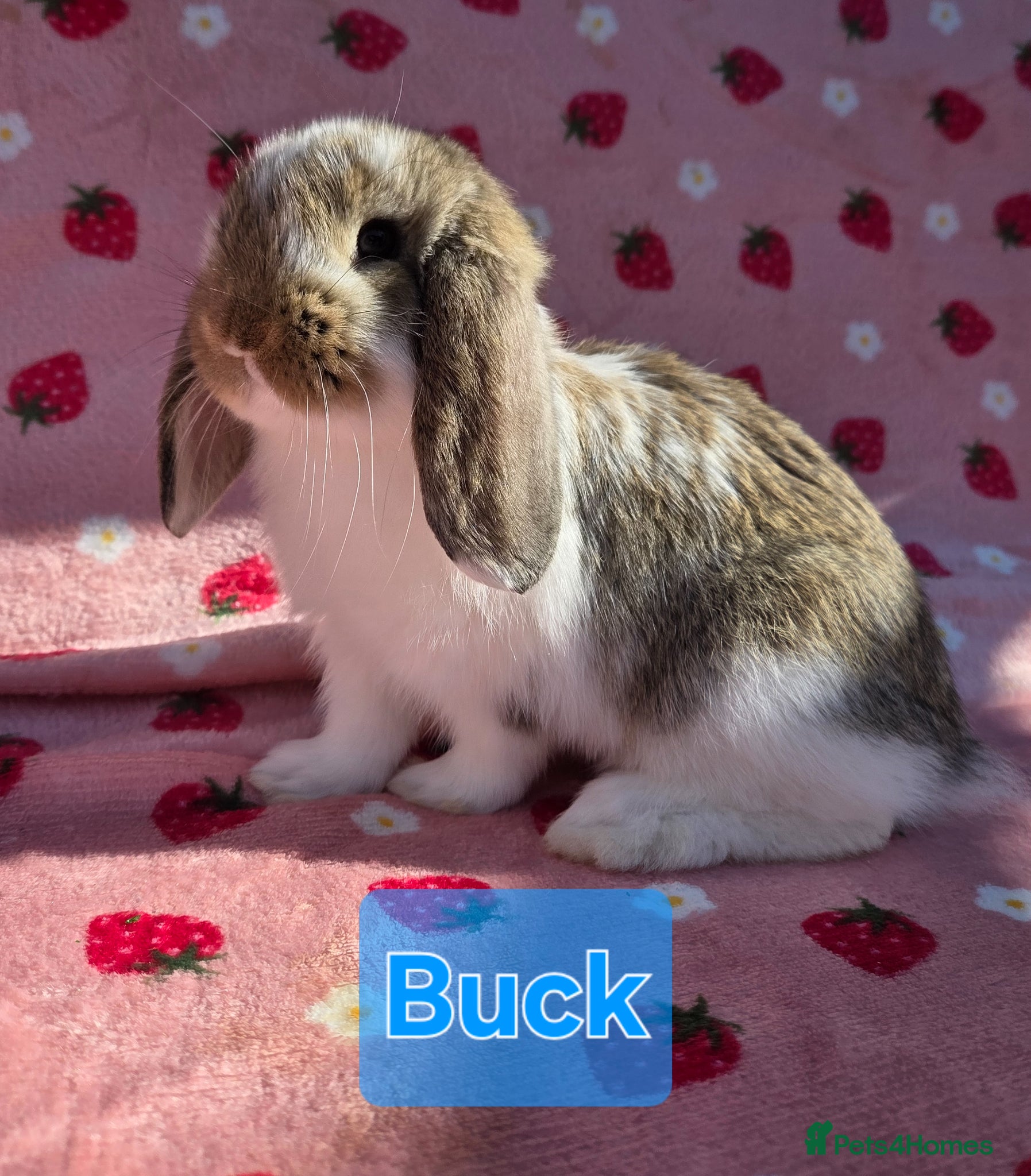 German Lop rabbits Very tame German Lop ☆Last 2 left☆ - Advert 2
