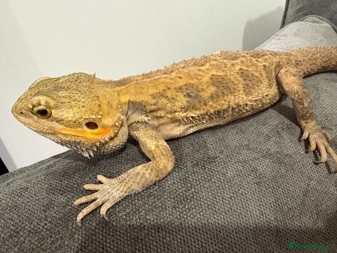 Bearded Dragon reptiles for sale: Male bearded dragon - Advert 2