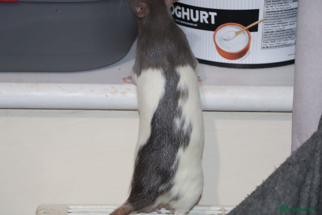 Rat rodents for sale: Two cute rats sisters - Advert 5