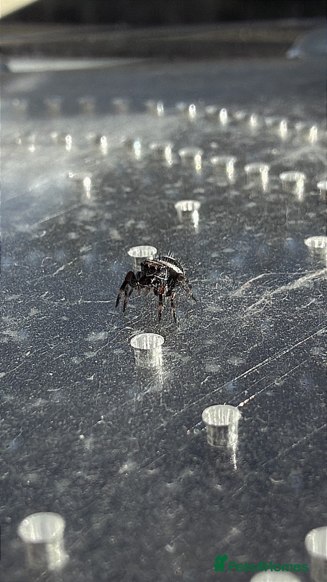 Spiders invertebrates for sale: Baby jumping spiders! - Advert 1