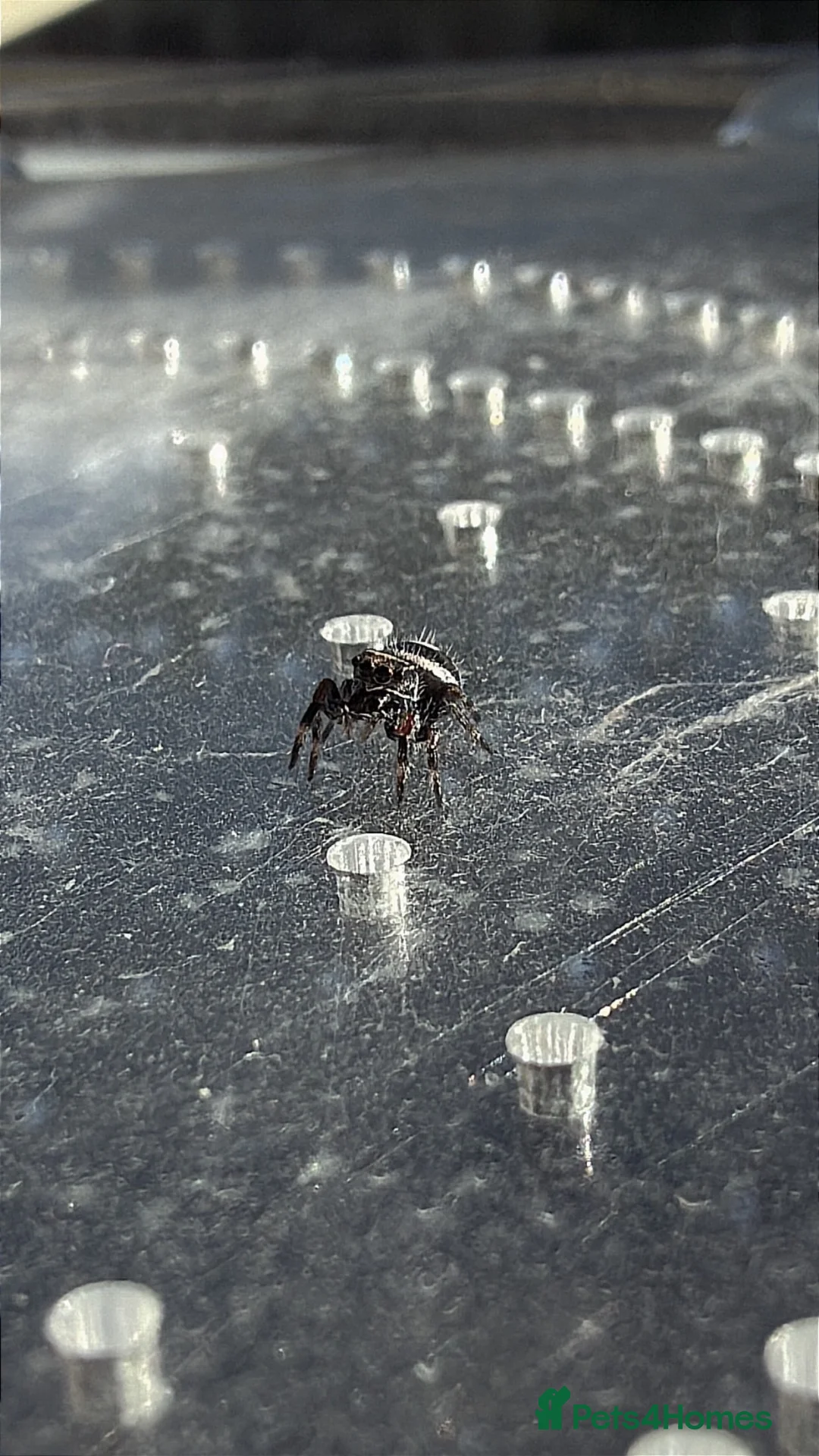 Spiders invertebrates for sale: Baby jumping spiders! in Rochdale - Advert 1