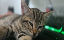 Bengal cats for sale: Beautiful Bengal Boy - Image 3