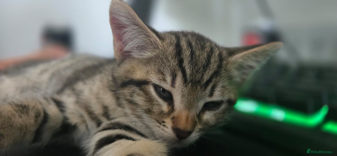 Bengal cats for sale: Beautiful Bengal Boy - Image 3