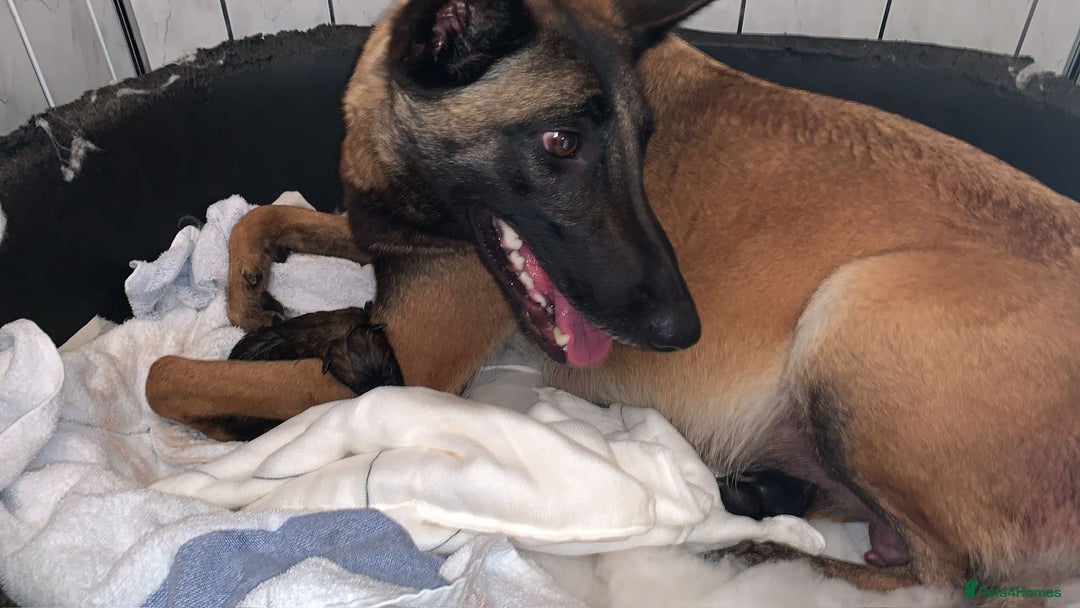 Belgian Shepherd Dog dogs for sale: Belgian malinois  - Image 9