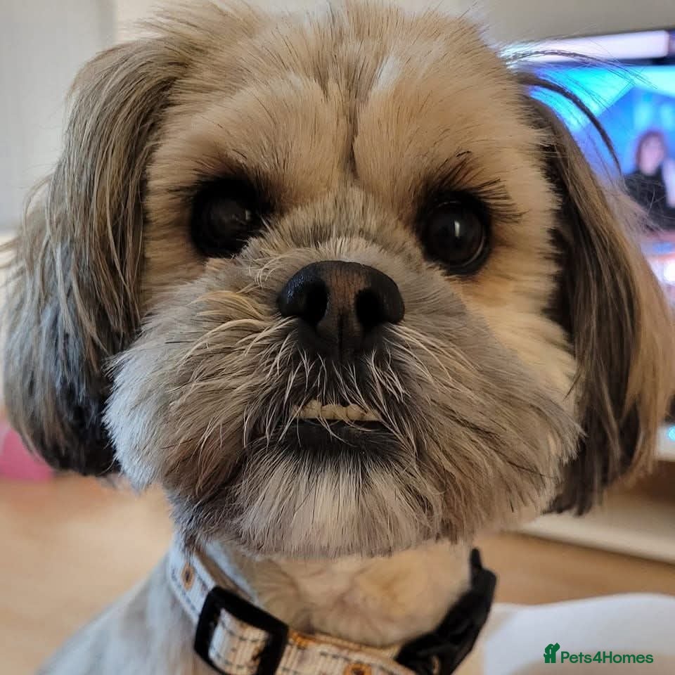 Shih Tzu dogs Rhubarb the shih tzu - Advert 4