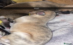 Mixed Breed dogs for sale: Stunning saluki greyhound puppies.  - Advert 6