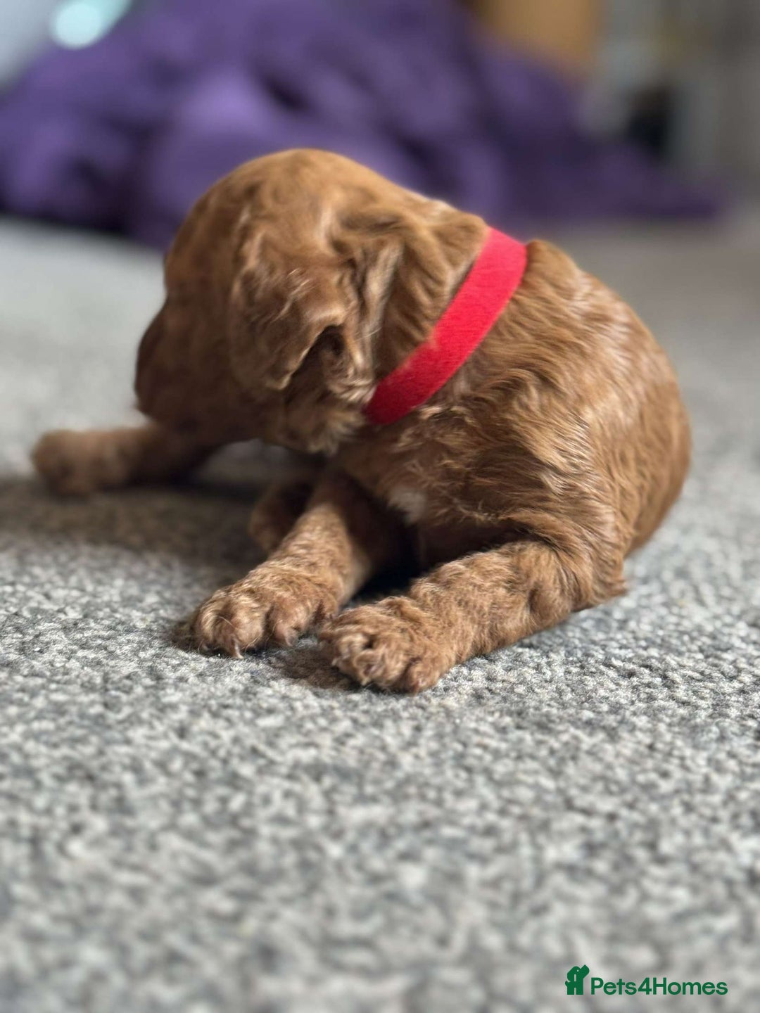 Cockapoo dogs for sale: 2 weeks old cockapoos  - Image 11