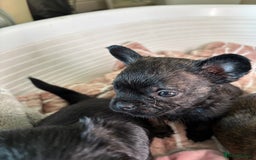 Jug dogs for sale: Jug puppies  - Image 6