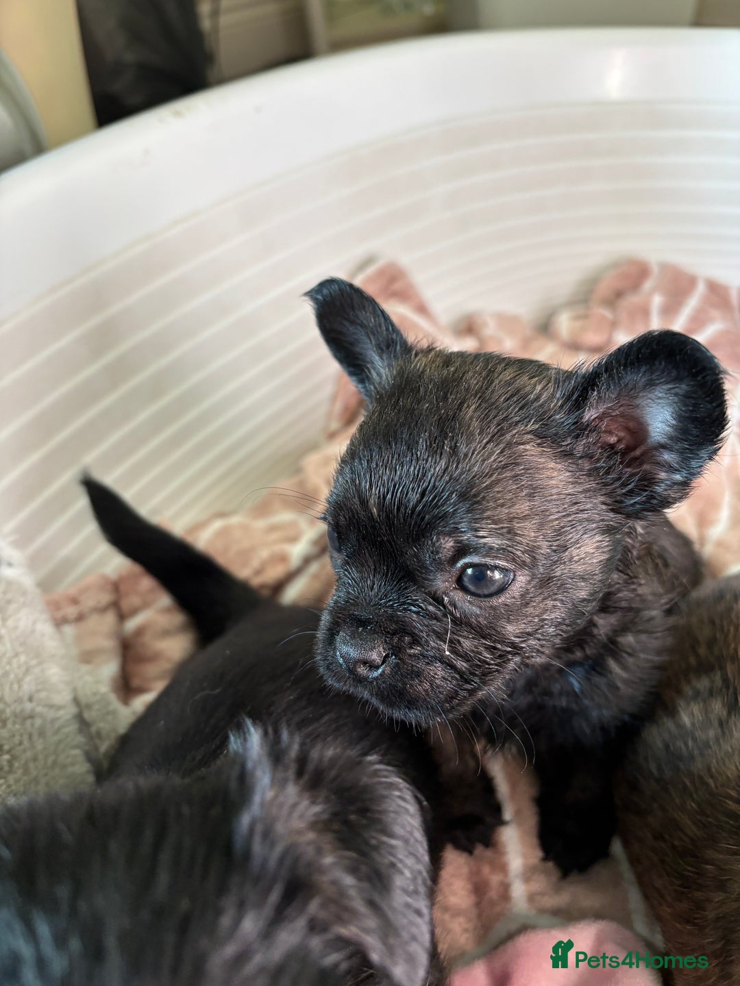 Jug dogs for sale: Jug puppies  - Image 6