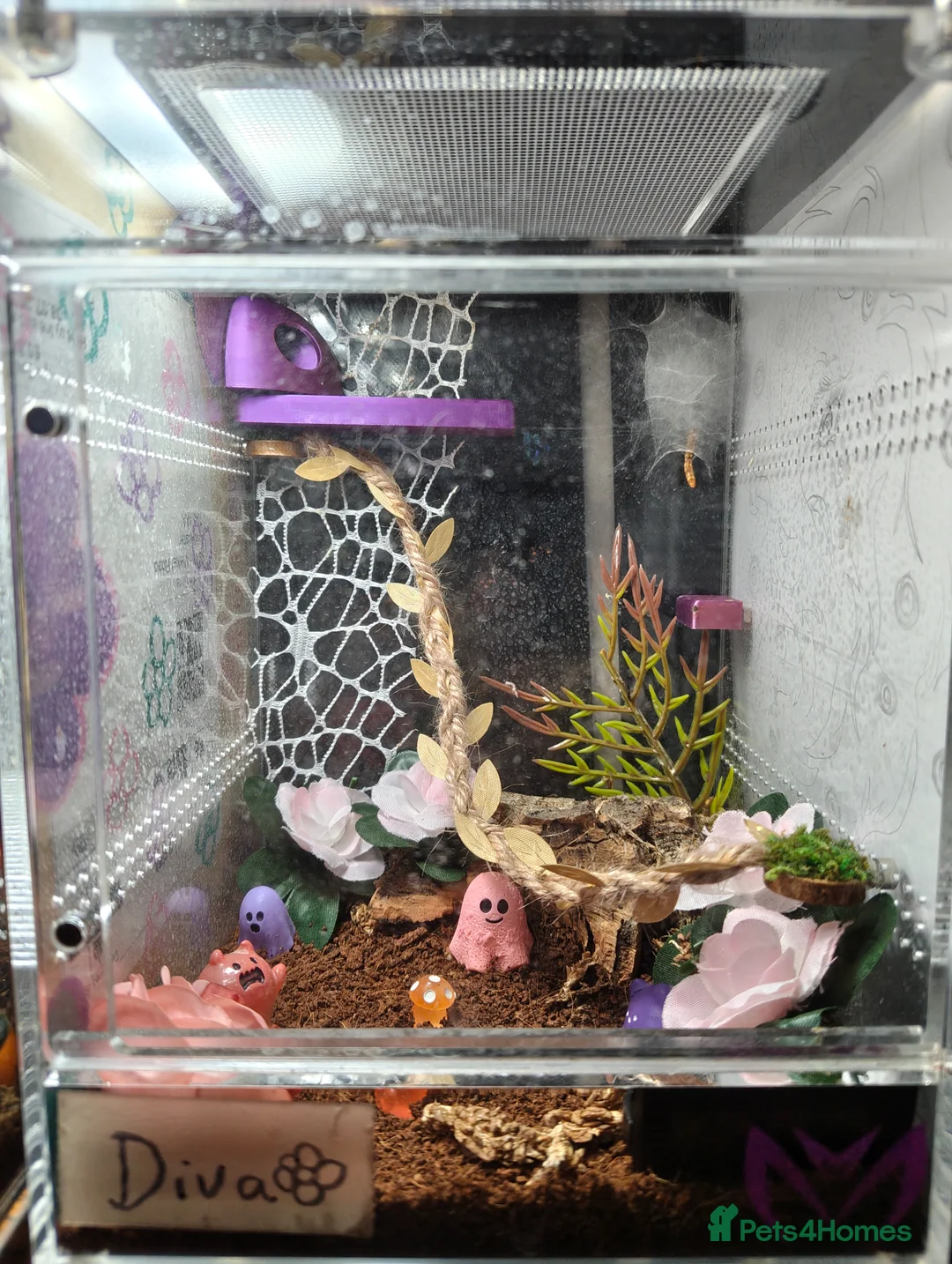 Spiders invertebrates for sale: female jumping spider - Advert 6