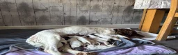 English Springer Spaniel dogs for sale: Miggers  - Advert 9