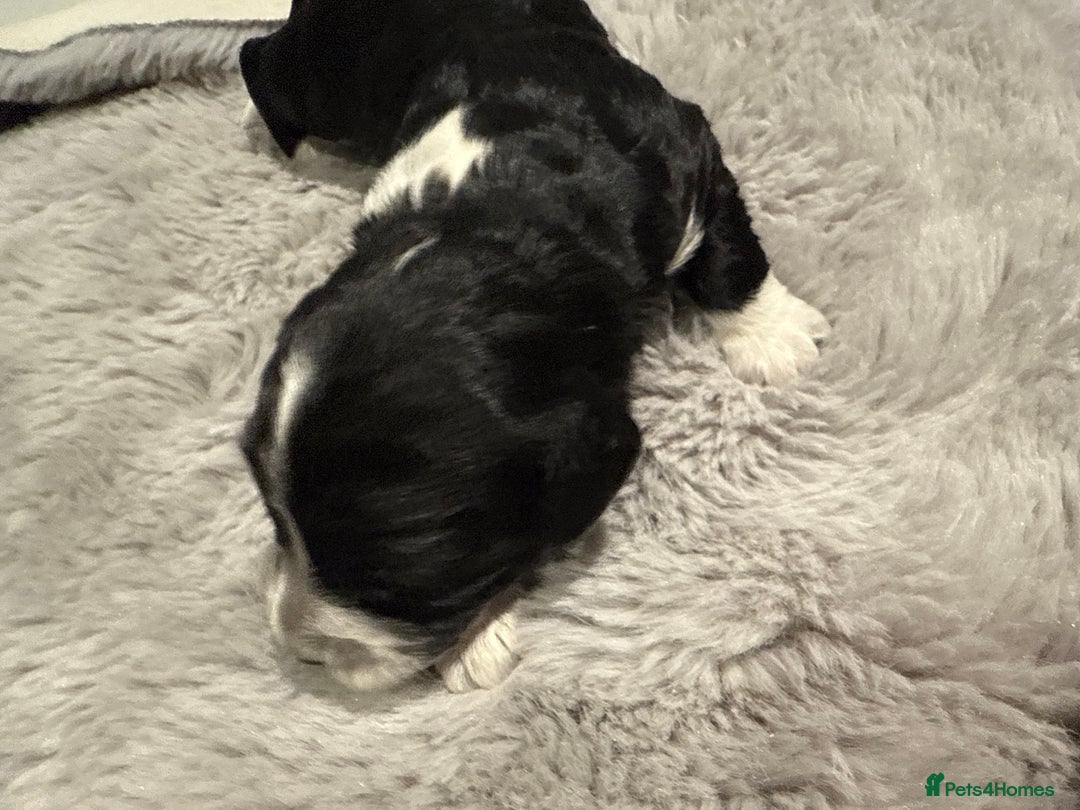 Cockapoo dogs for sale: Miniature f1 Cockapoos puppies - Advert 36