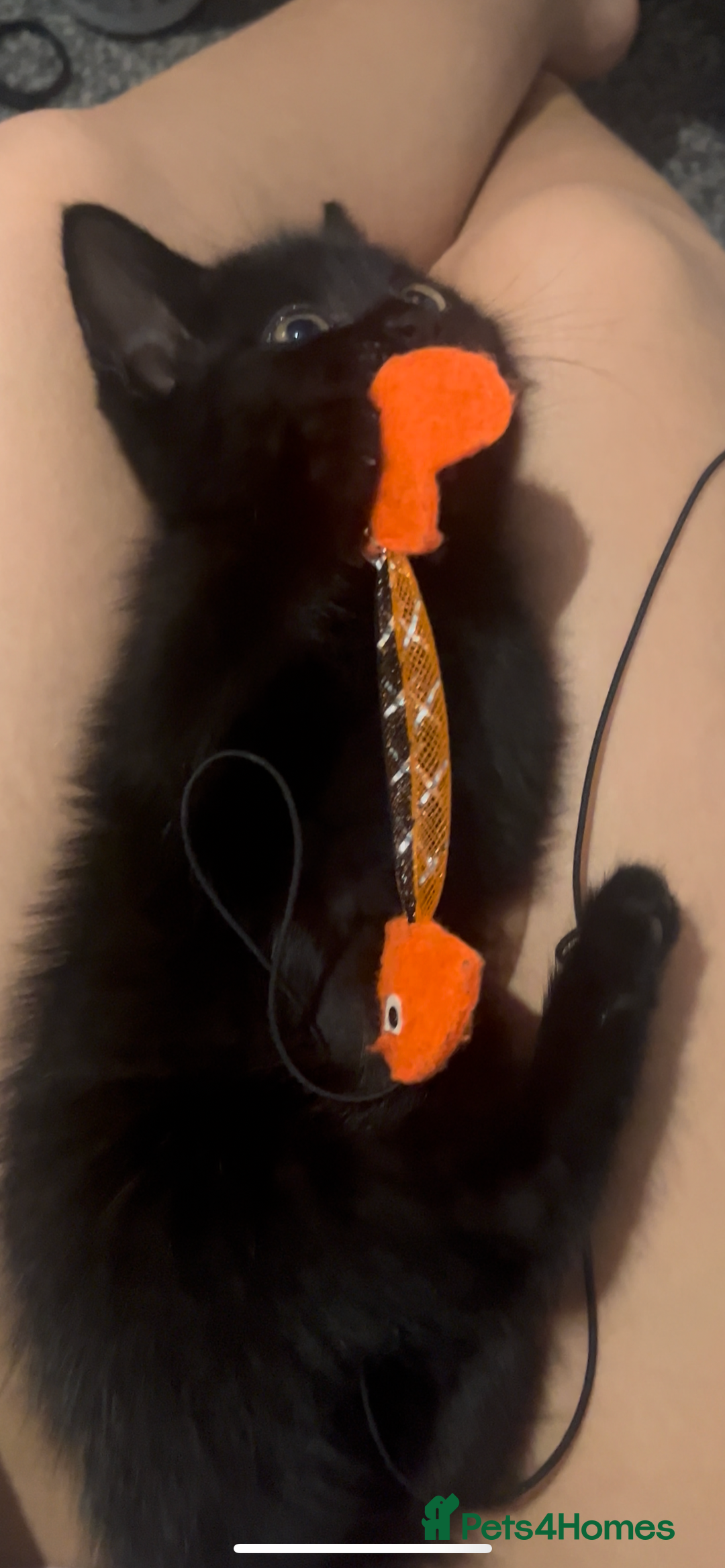 Bombay cats for sale: £50’Half Bombay kitten- 9/10 week-Female - Image 6