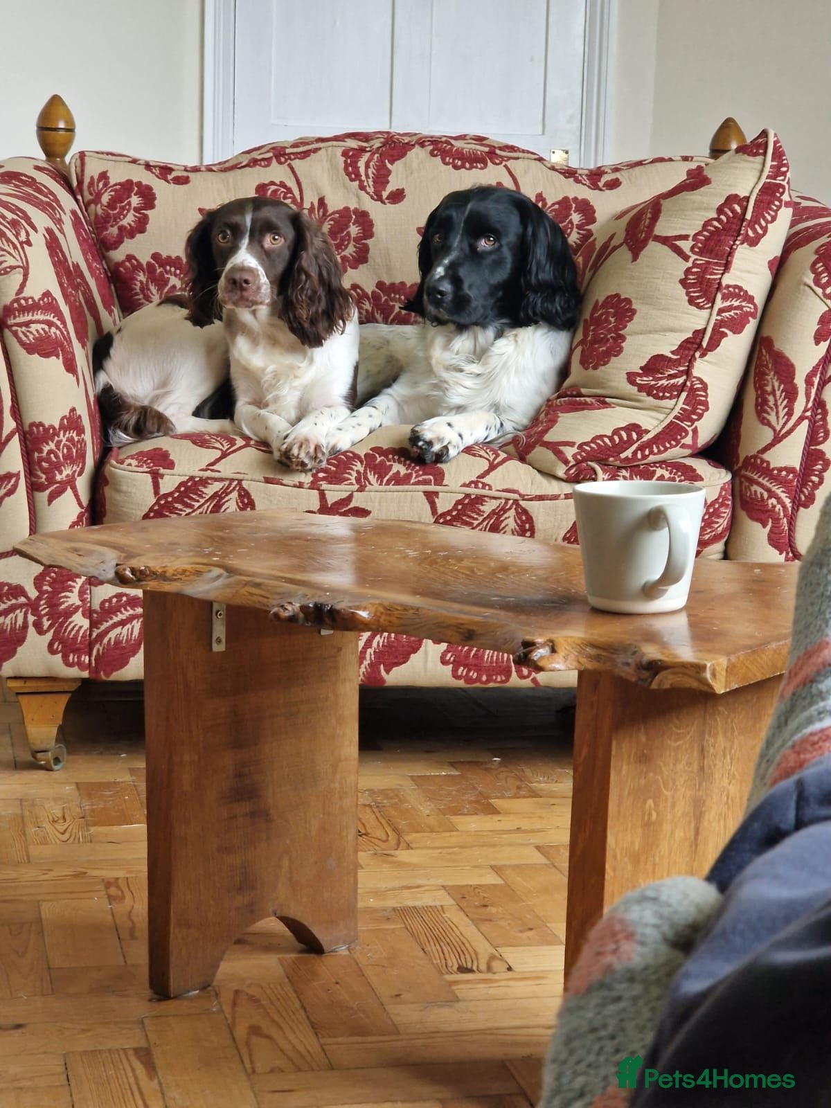 English Springer Spaniel dogs Stunning litter of English Springer Spaniels  - Advert 2