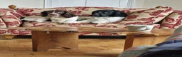 English Springer Spaniel dogs for sale: Stunning litter of English Springer Spaniels  - Advert 1