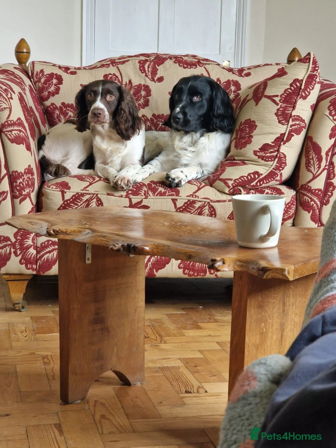 English Springer Spaniel dogs for sale: Stunning litter of English Springer Spaniels  - Advert 1