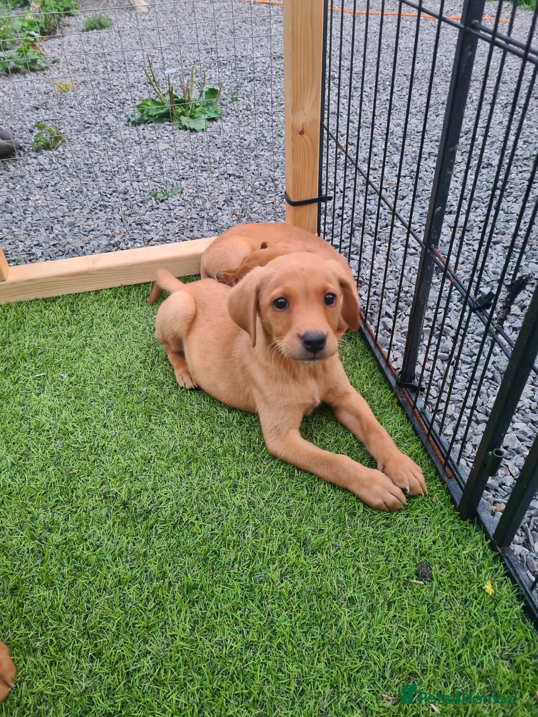 Labrador Retriever dogs for sale: KC Registered labradores ready to leave  - Image 2